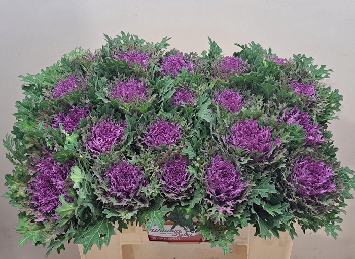 <h4>BRASS CRANE QUEEN</h4>