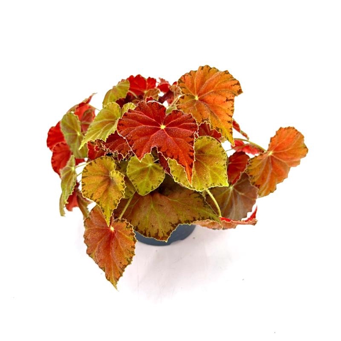 <h4>BEGONIA REX-HYBRID P12 AMBERLOVE</h4>