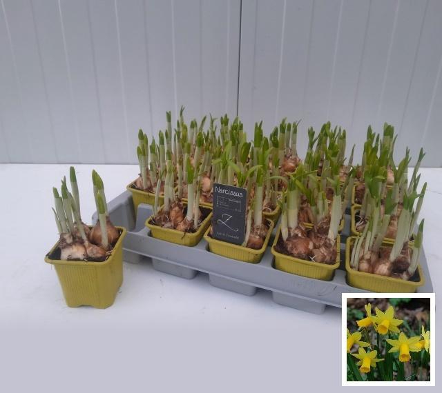 <h4>NARC O TETE A TETE</h4>