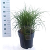 Miscanthus Adagio