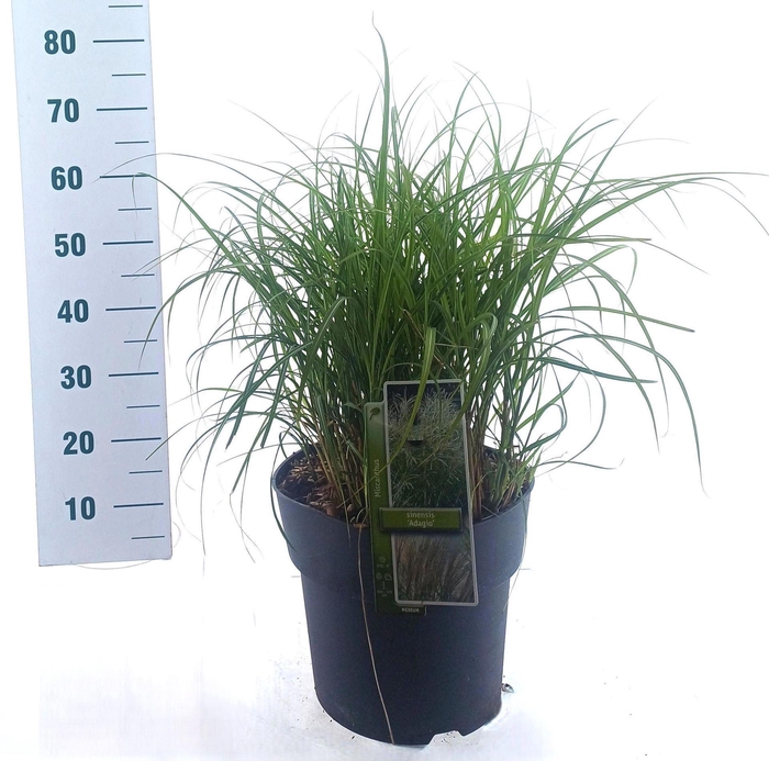 Miscanthus Adagio