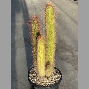 PILOSOCER CHRYSOSTEL