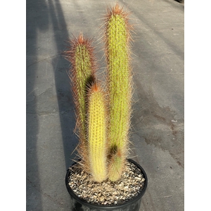 PILOSOCER CHRYSOSTEL