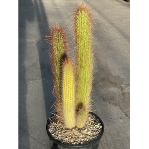 PILOSOCER CHRYSOSTEL