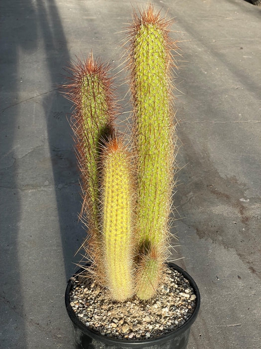 <h4>PILOSOCER CHRYSOSTEL</h4>