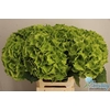 Hydrangea mag emerald classic