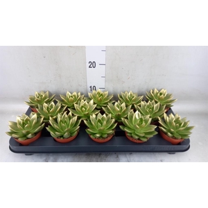 Echeveria  'Miranda'