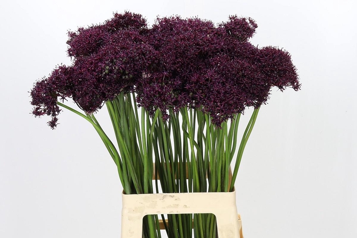 <h4>Allium Atropurpureum</h4>