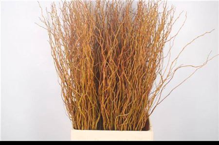 <h4>T Salix Ov Bs 90cm</h4>
