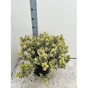 HEBE AND VARIEGATA