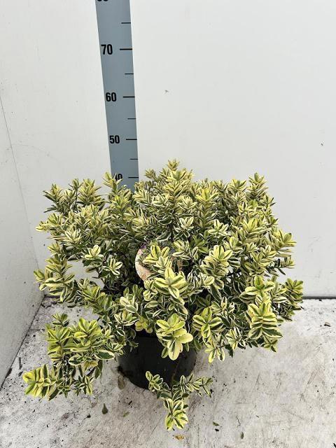 <h4>Hebe And Variegata</h4>
