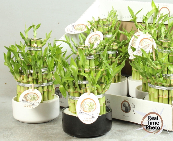 <h4>DRA LUCKY BAMBOO</h4>