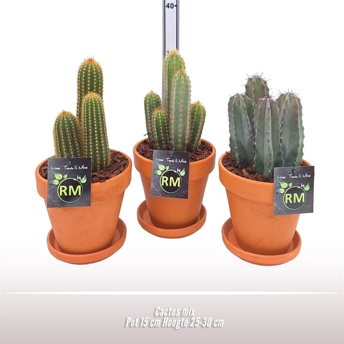 <h4>Cactus gemengd</h4>