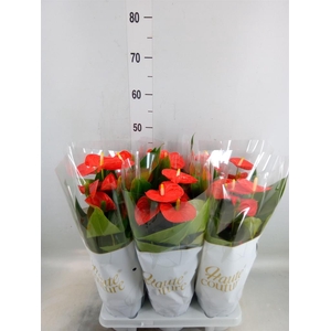 Anthurium andr. 'Sierra Orange'