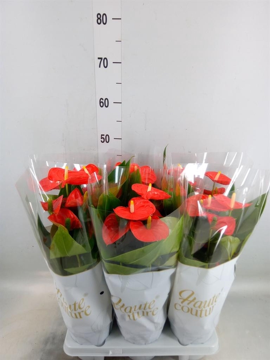 <h4>Anthurium andr. 'Sierra Orange'</h4>