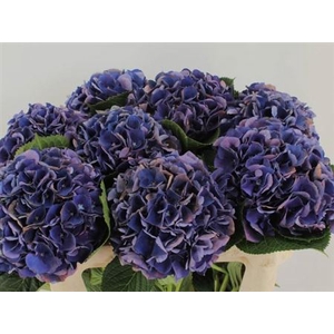 Hydr M Royal King