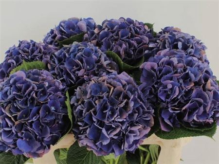 <h4>Hydr M Royal King</h4>