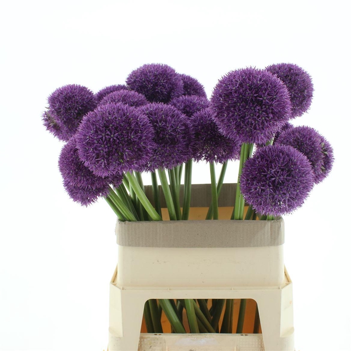 <h4>Allium Grootbloemig</h4>