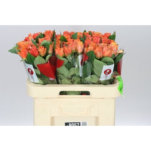 Rosa Gr Arancio