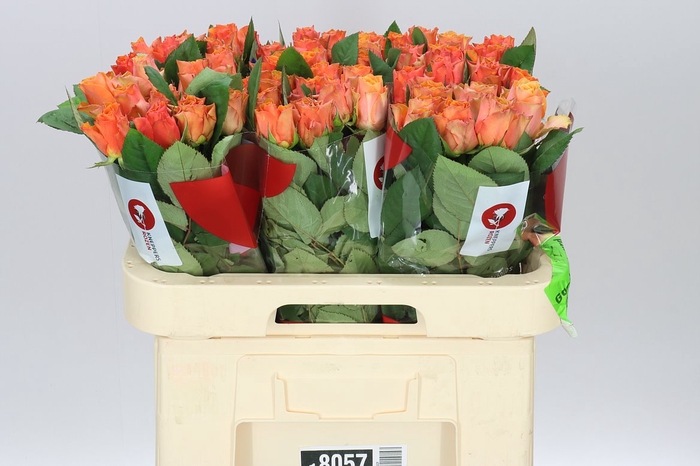 <h4>Rosa Gr Arancio</h4>