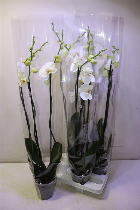 <h4>Phal Ov Wit</h4>