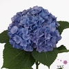 Hydrangea hilde moorhof