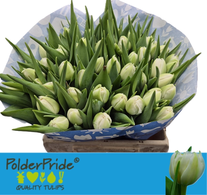 <h4>Tu Du Fortaleza</h4>