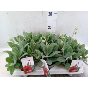 Senecio   ...