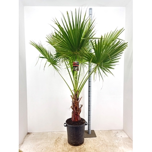 WASHINGTONIA