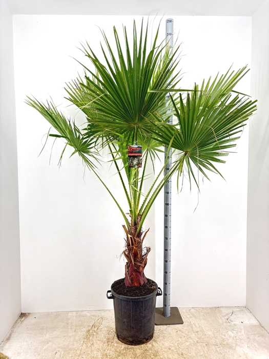 <h4>WASHINGTONIA</h4>