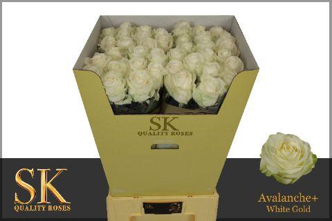 <h4>Rosa gr Avalanche</h4>