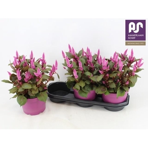 CEL WILD PINK