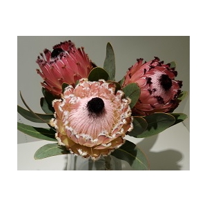 Protea Barbigera