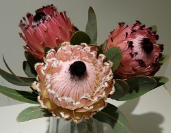Protea Barbigera