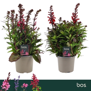 Lobelia Speciosa, Starship Mix