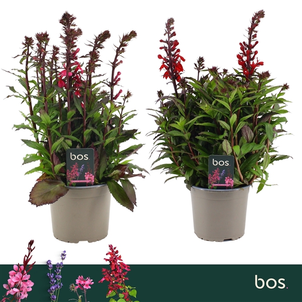 <h4>Lobelia Speciosa, Starship Mix</h4>