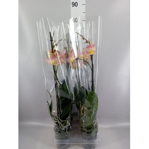 Phalaenopsis   ...rose