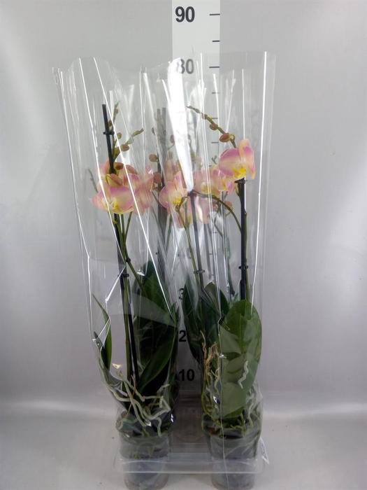 <h4>Phalaenopsis   ...rose</h4>