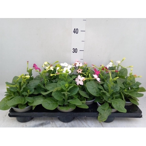 Nicotiana   ...mix
