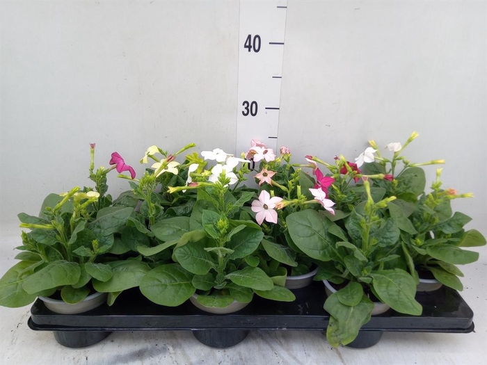 <h4>Nicotiana   ...mix</h4>