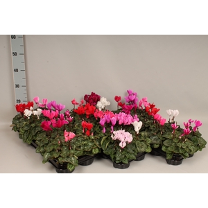 Cyclamen Super Serie gemengd in kist 