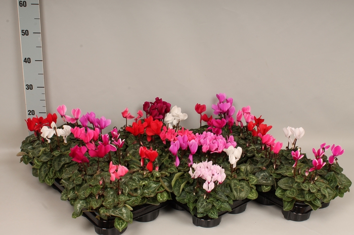 Cyclamen Super Serie gemengd in kist 