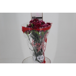 CRAVO SPRAY TANGO 060 CM