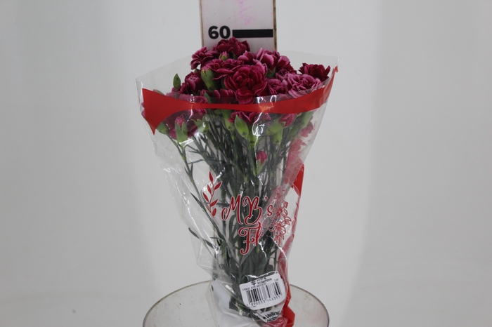<h4>CRAVO SPRAY TANGO 060 CM</h4>