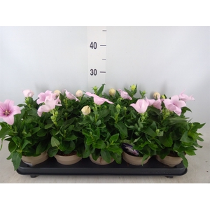 Platycodon grand. 'Astra Pink'