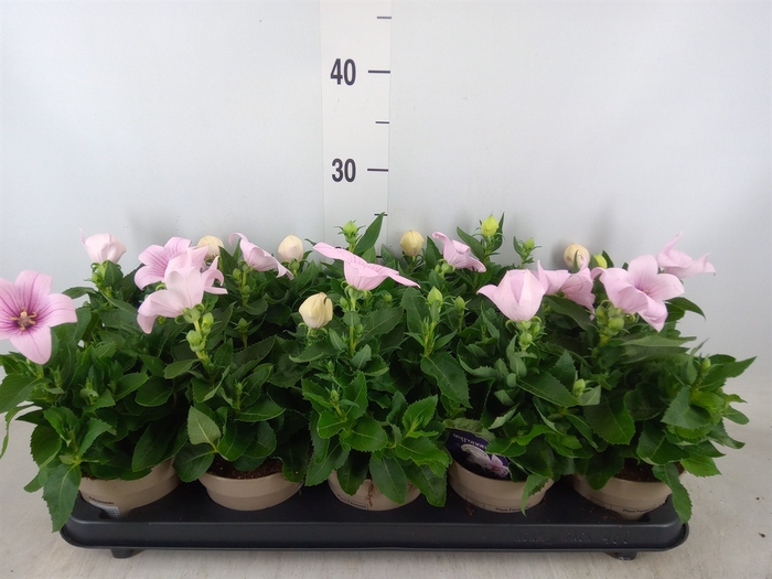 <h4>Platycodon grand. 'Astra Pink'</h4>
