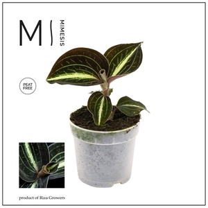 Mimesis Jewel Orchid KARMA Anoectochilus Moonstone - 7cm