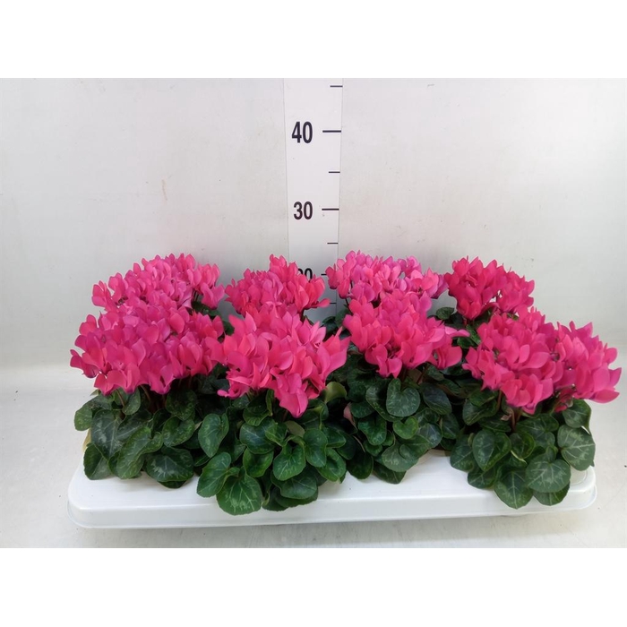 <h4>Cyclamen KL   ...patio</h4>
