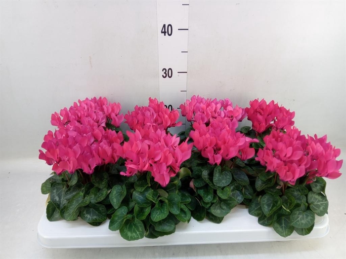 Cyclamen KL   ...patio