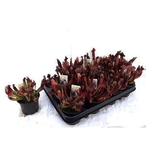 SARRACENIA OV
